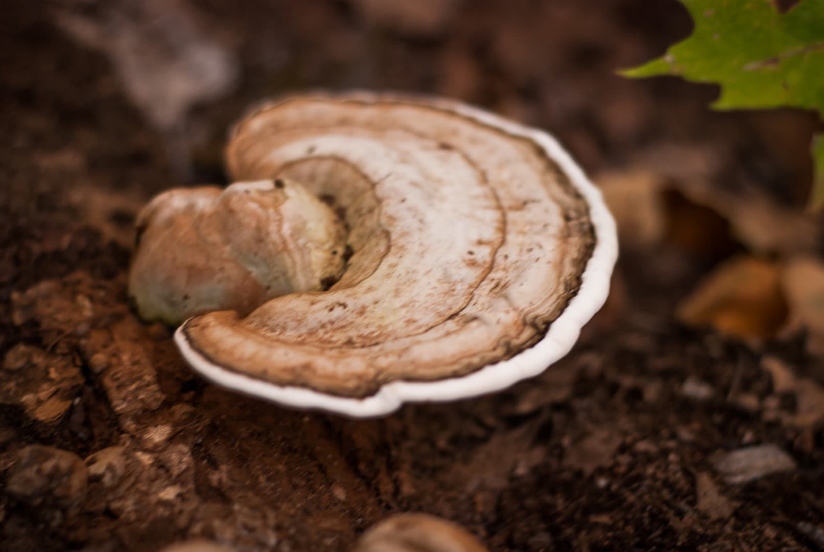 Bracket fungus on the forest floor