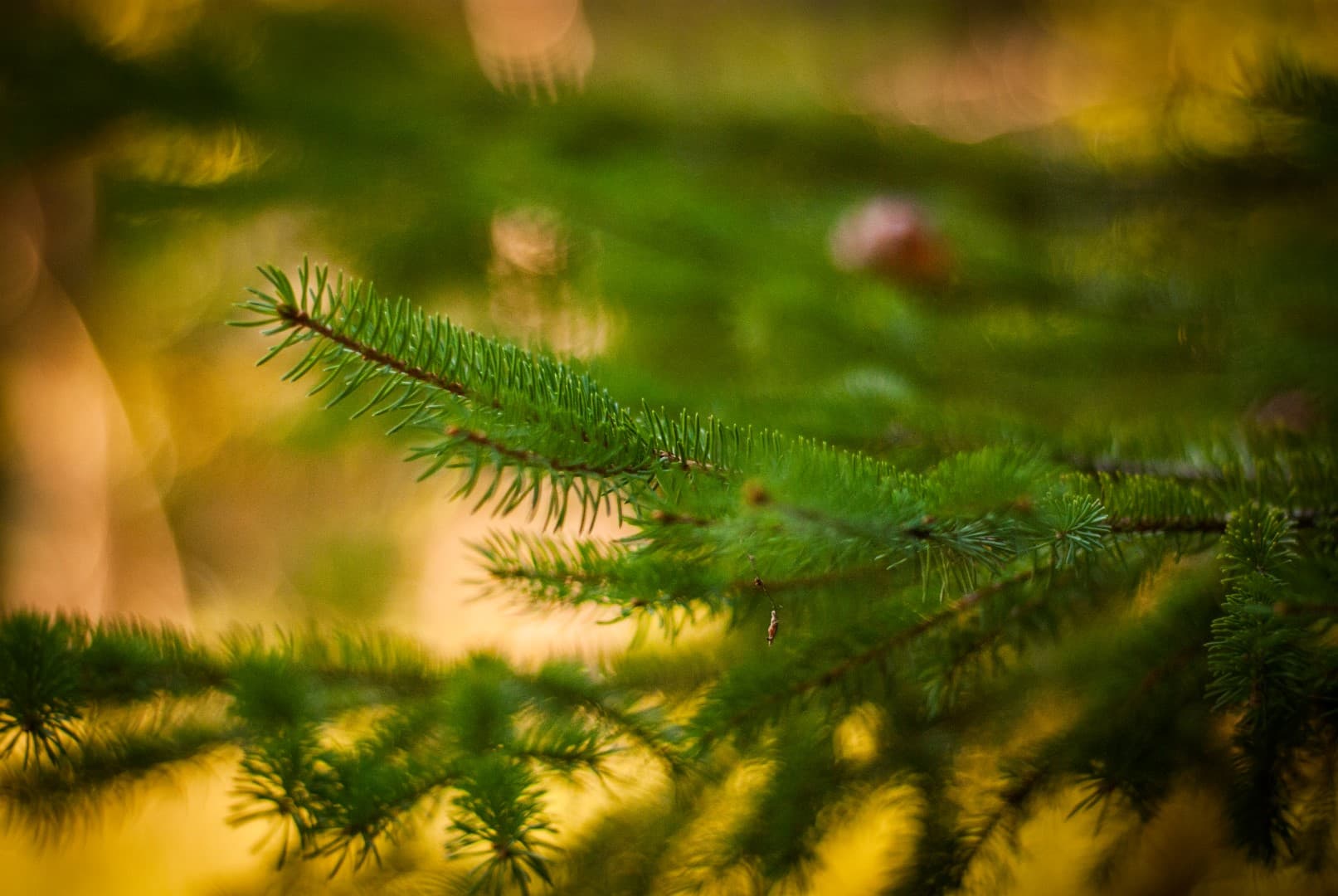 Pine boughs in golden afternoon light